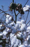 cotton.stalk.jpg (228561 bytes)